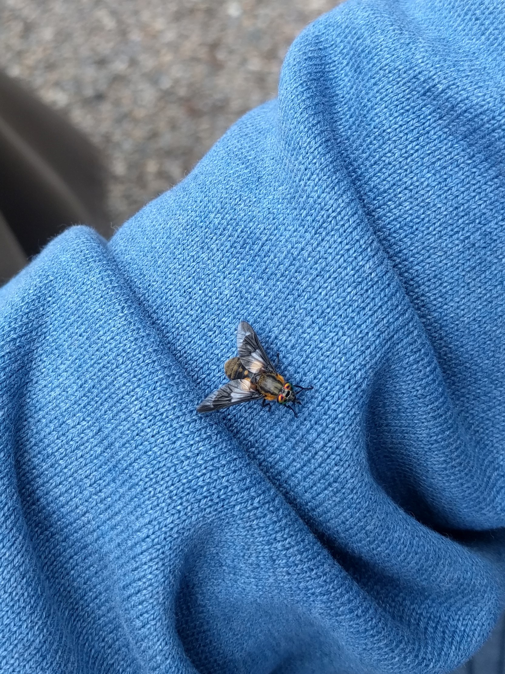 Onbekende vlieg, liefhebber van een trui?